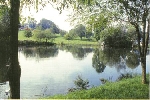 Wiegartenweiher im Sommer